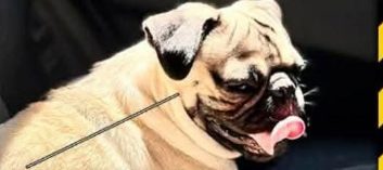 Roky