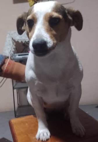 Nala